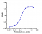 Anti-TNFRSF10B / TRAILR2 / CD262 Reference Antibody (drozitumab)